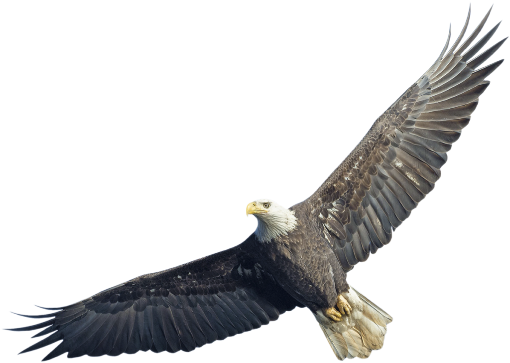 eagle